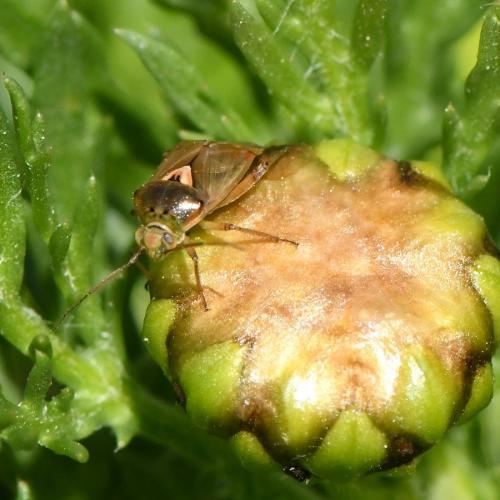 Lygus sp.